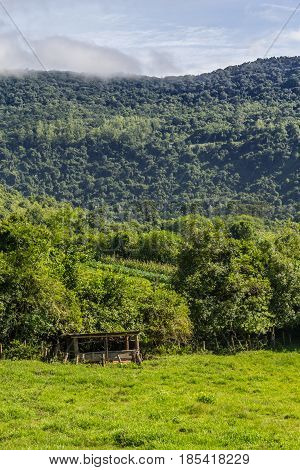 Soy Plantation And Forest