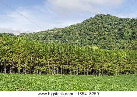 Soy Plantation And Pine Forest