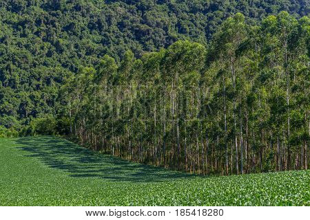 Soy Plantation And Eucalyptus Forest