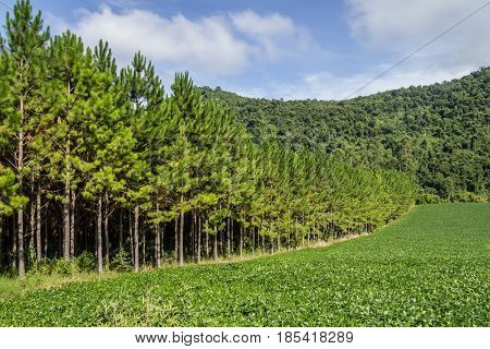Soy Plantation And Pine Forest