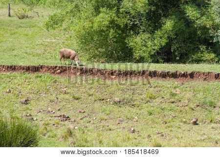 Sheep In The Farm