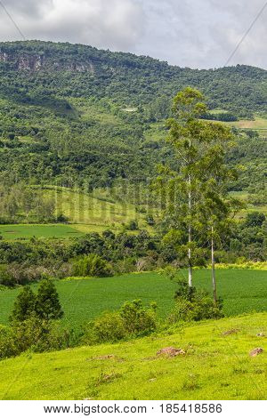 Soy Plantation And Farm