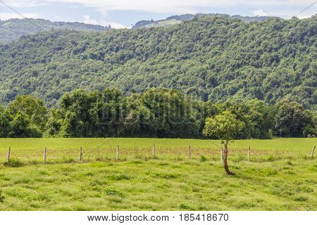 Plantation And Forest