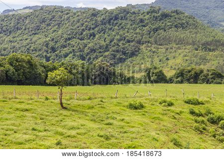 Plantation And Forest
