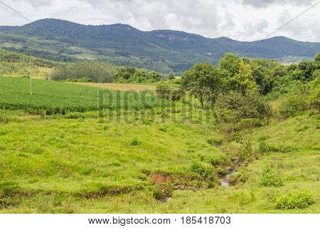 Plantation And Stream