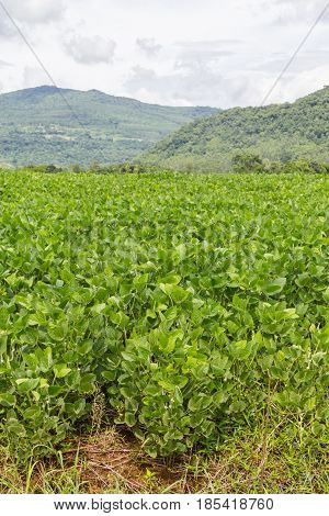 Soy Plantation And Farm