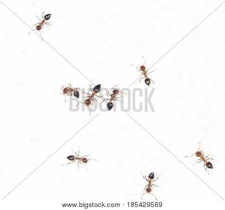 ants on a white wall . A photo