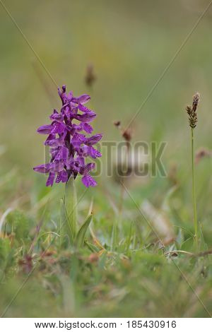 Anacamptis Morio, The Green-winged Orchid Or Green-veined Orchid