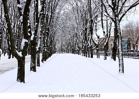 winter beautiful park with many big trees and path
