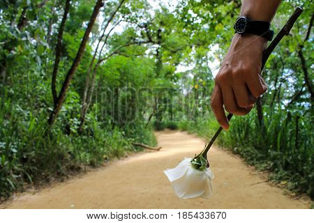 White rose in the National Park Waraira Repano (El Avila), Caracas-Venezuela.