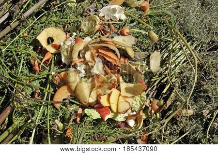 Recycling garden and kitchen waste on a compost heap including grass cuttings carrot tops bean stalks with both fruit and vegetable peelings.