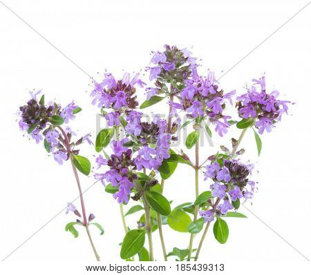 blooming sprigs of  Wild Thyme (Thymus serpyllum) isolated on white background