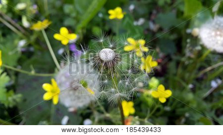 A close up of a dendelion that has gone to seed. Big white dandelion on green grass background