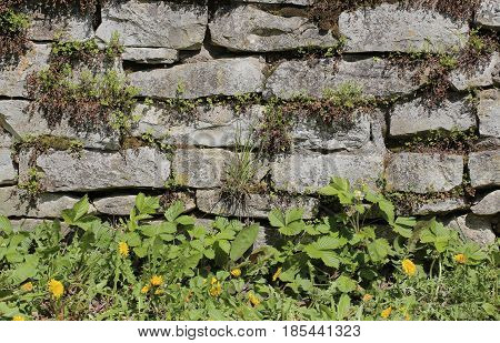 Fieldstone Wall With Various Different Wild Plants