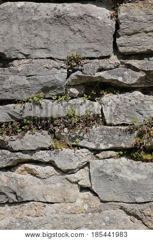 Fieldstone Wall With Various Different Wild Plants