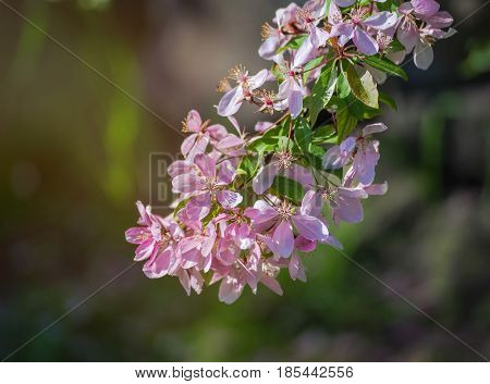 Close up of apple tree blooms on sunny spring morning. Beautiful spring tree pink blossoms background. Branch with flowers of an apple-tree of Nedzvetsky (Malus niedzwetzkyana). Pink flowers of apple.
