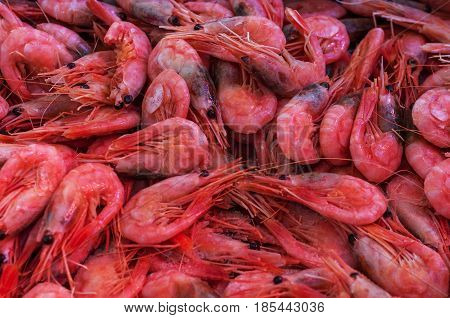 Pink shrimps background texture. A lot of sea prawns or pattern of krill.