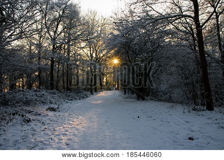Sun shining through leafless tress winter snow sunrise