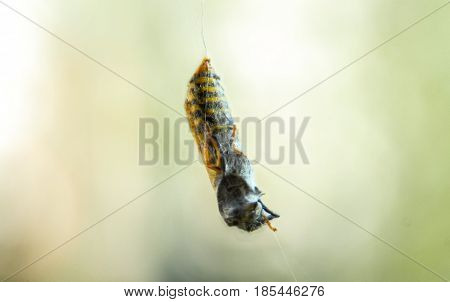 Wasp yellowjacket cought in spider web yellow