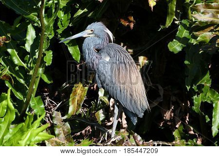 A Tricolor Heron in breeding plumage at a rookery in Florida