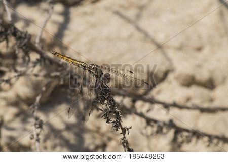 Dragonfly on dried flower (Israel, Ziqim, Coastal strip)