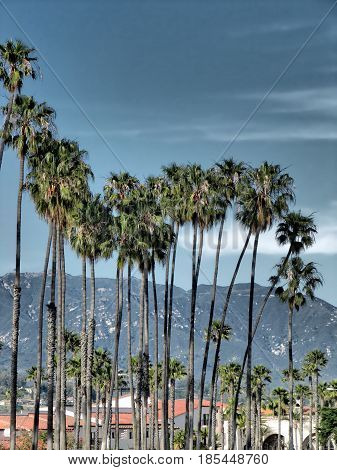 Palm group in Santa Barbara California - stormy sky