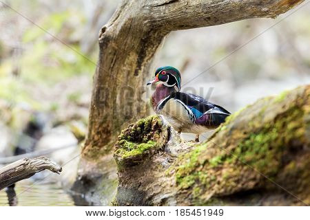 Wood duck male or Carolina duck is a species of perching duck found in North America. It is one of the most colorful North American waterfowl. Here it is perched on driftwood in the month of spring