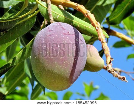 Mango fruits on a tree in Or Yehuda Israel
