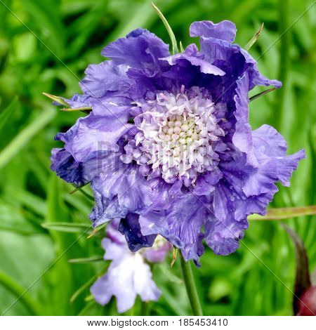 Blue poppy in garden on bank of the Lake Ontario in Toronto Canada June 23 2016