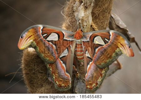 Attacus Atlas (atlas Moth), A Large Saturniid