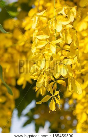 Close-up of a Ratchaphruek flower slective focus and with a very shallow depth of field. Thai national flower.