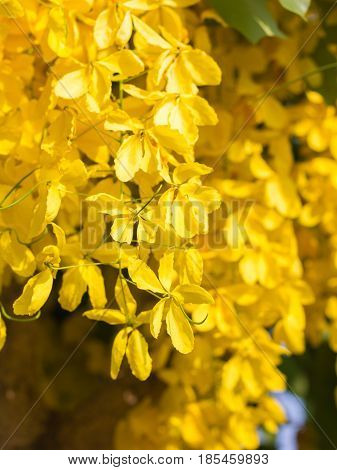 Close-up of a Ratchaphruek flower slective focus and with a very shallow depth of field. Thai national flower.