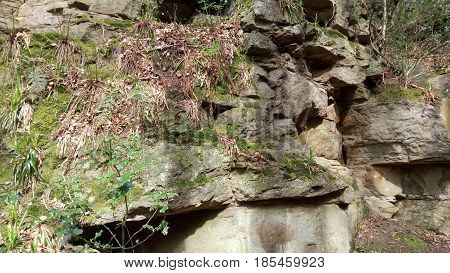 Moss, fern and leaf covered rockface in the woodland
