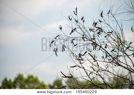 branches with dried catkins silhouette sky background