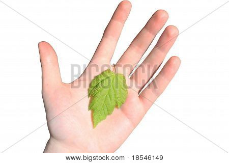 Kädessä leaf
