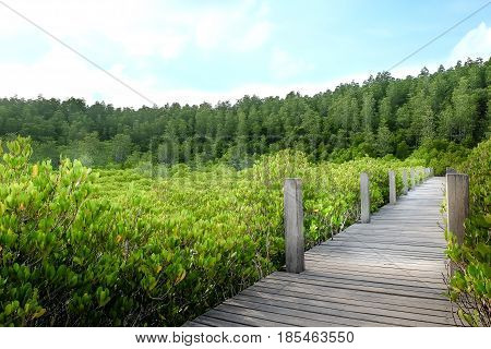 Wooden bridge at Tung Prong ThongGolden Mangrove FieldPra Sae Rayong Thailand.