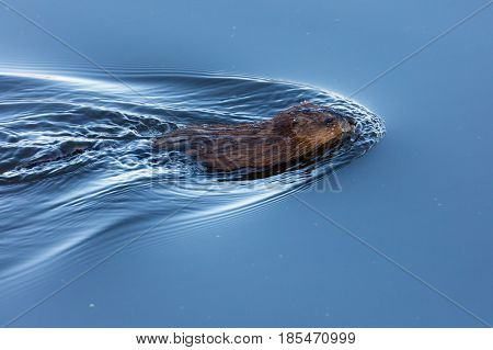 Muskrat (Ondatra zibethicus) swimming in a calm lake in Wisconsin during the springtime