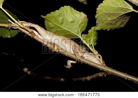 Chameleon , izard, Iguana, Gecko or Skink in Thailand : Sleep on Mulberry Tree.