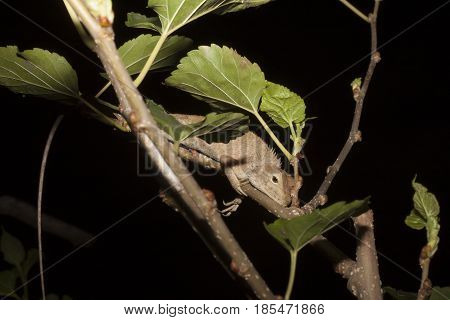 Chameleon , izard, Iguana, Gecko or Skink in Thailand : Sleep on Mulberry Tree.