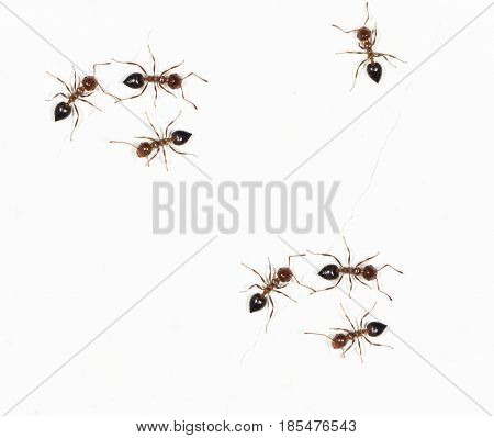 ants on a white wall. close-up . A photo