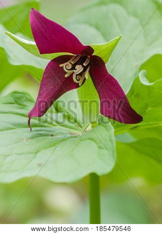 The red trillium is found in woodlands and is also known as a stinking Benjamin.