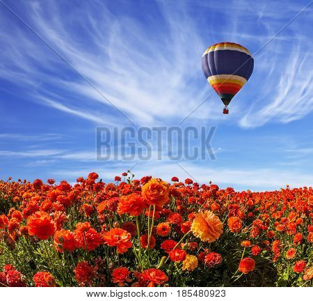 Light cirrus clouds portend a warm day. The multi-color balloon slowly flies over blossoming fields of garden buttercups. Concept of rural and extreme tourism