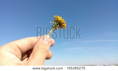 Yellow dandelion in hand against blue sky background
