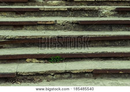 On the old destroyed steps the grass grows