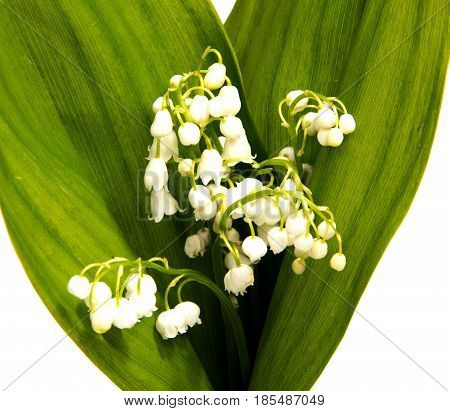 A bouquet of Lilies of the Valley isolated on white background.