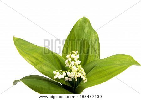 A bouquet of Lilies of the Valley isolated on white background.
