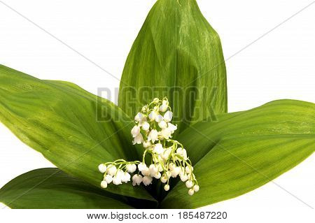A bouquet of Lilies of the Valley isolated on white background.