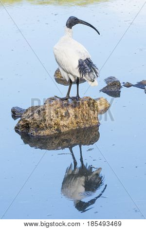An Australian White Ibis at a lake in Perth, Western Australia.