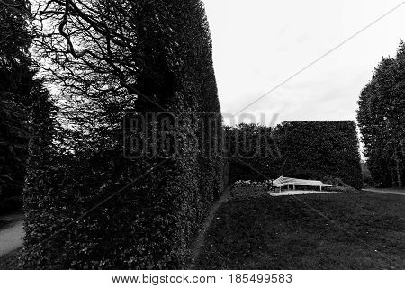 Bench And Bush Fence, Royal Botanic Garden, Edinburgh, Scotland- Monochromatic