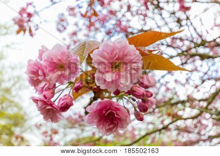 Blossoms Of Kwanzan Cherry Tree Close-up, Jesmond Dene, Newcastle, Uk